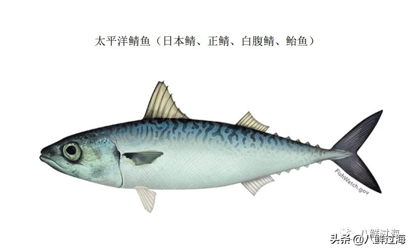 挪威青花鱼和鲐鲅鱼口感,挪威青花鱼和鲐鱼的区别