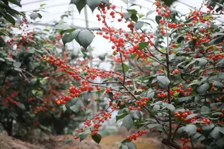 宁波横溪樱桃采摘,宁波周边樱桃采摘