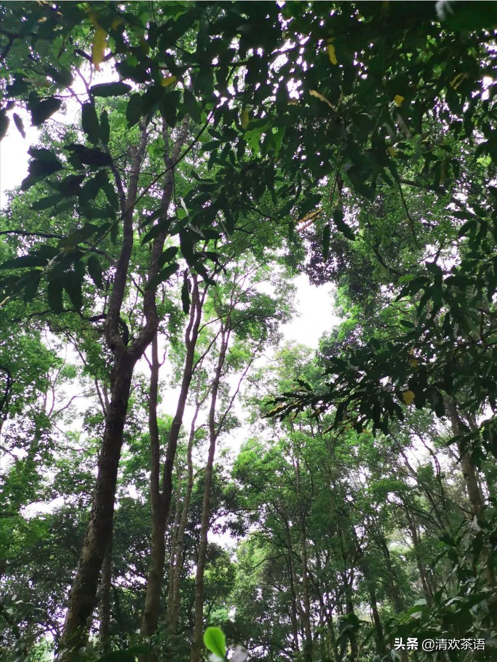 「春访茗山寻味江湖」茗山兵器谱之“七星龙泉剑”——倚邦曼松