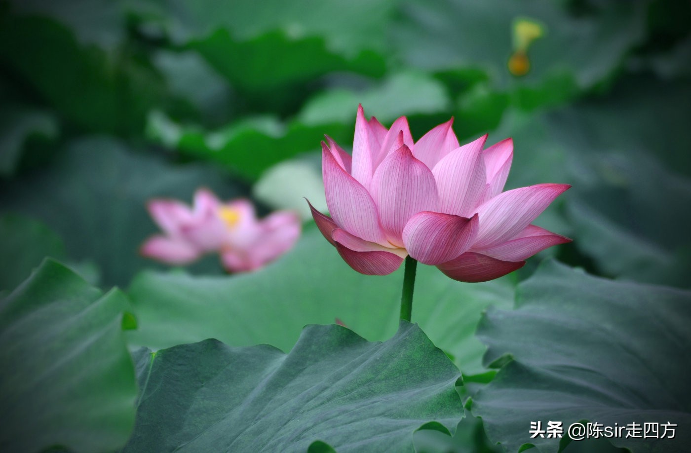 重庆夏天最好的避暑胜地有哪些,重庆周边可以钓鱼避暑的农家乐