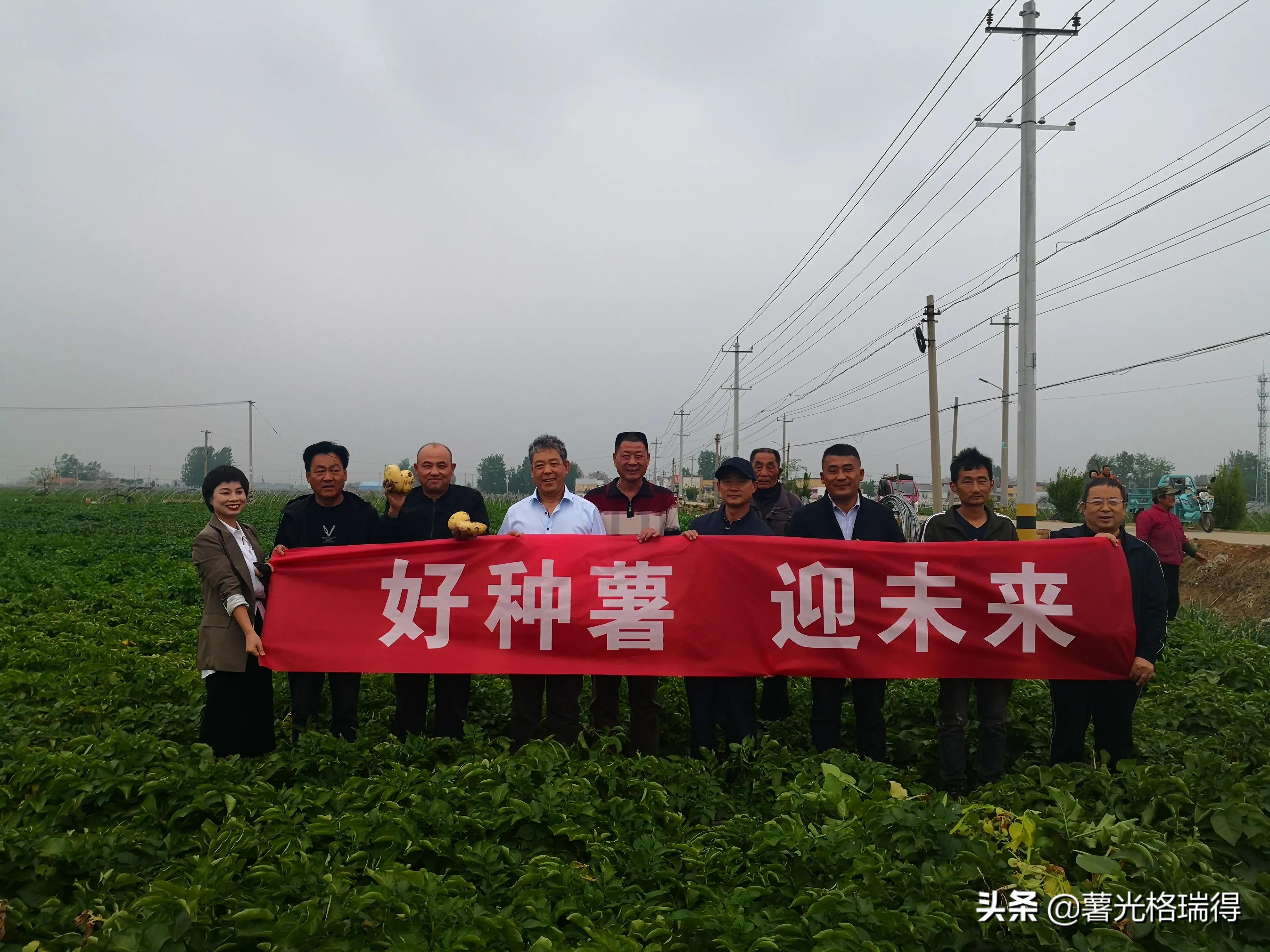 滕州马铃薯基地,山东滕州马铃薯