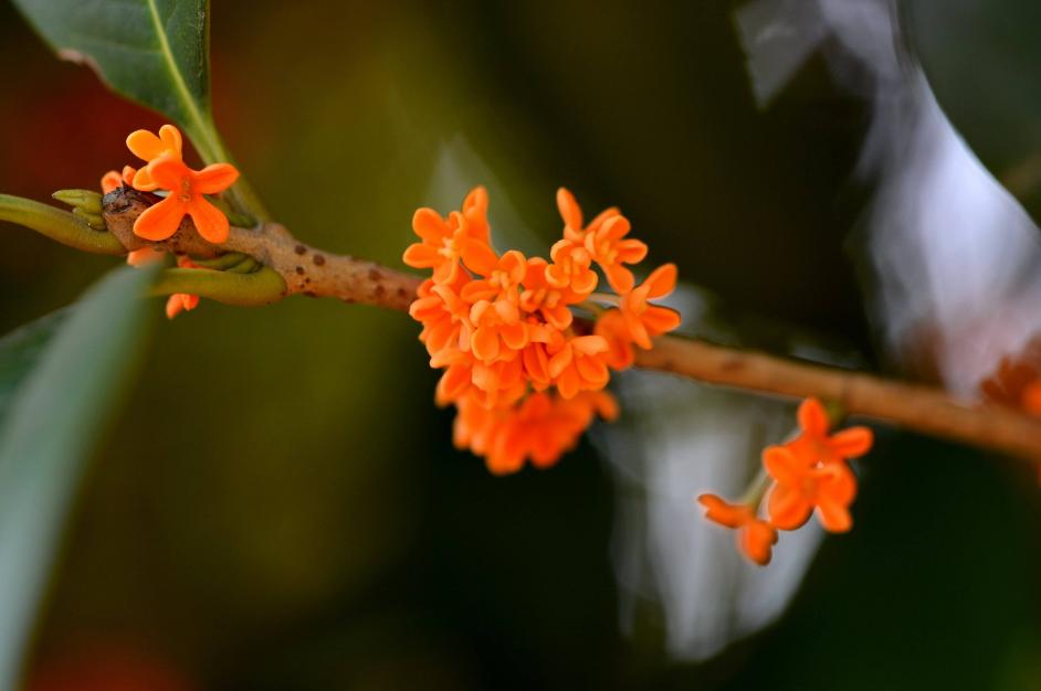 含有桂花的经典古诗赏析与解读,必背古诗词中关于桂花的诗句