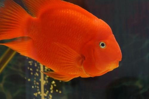 观赏鱼肠炎土霉素泡饲料,观赏鱼肠炎好了怎么喂食