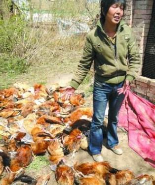 诊断禽流感必须关注和甄别什么,鸡禽流感怎么防治