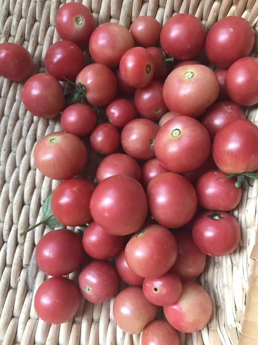 《简兮》至简生活和美食探究