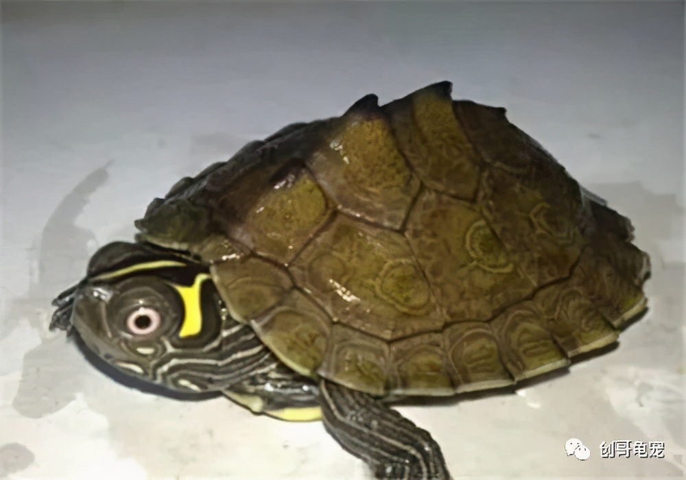 新买的乌龟回家要关注什么,新买的乌龟到家怎么防止腐皮