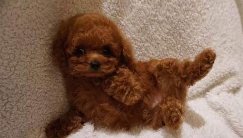 卷毛泰迪怎么打理,泰迪掉毛一块一块的怎么回事