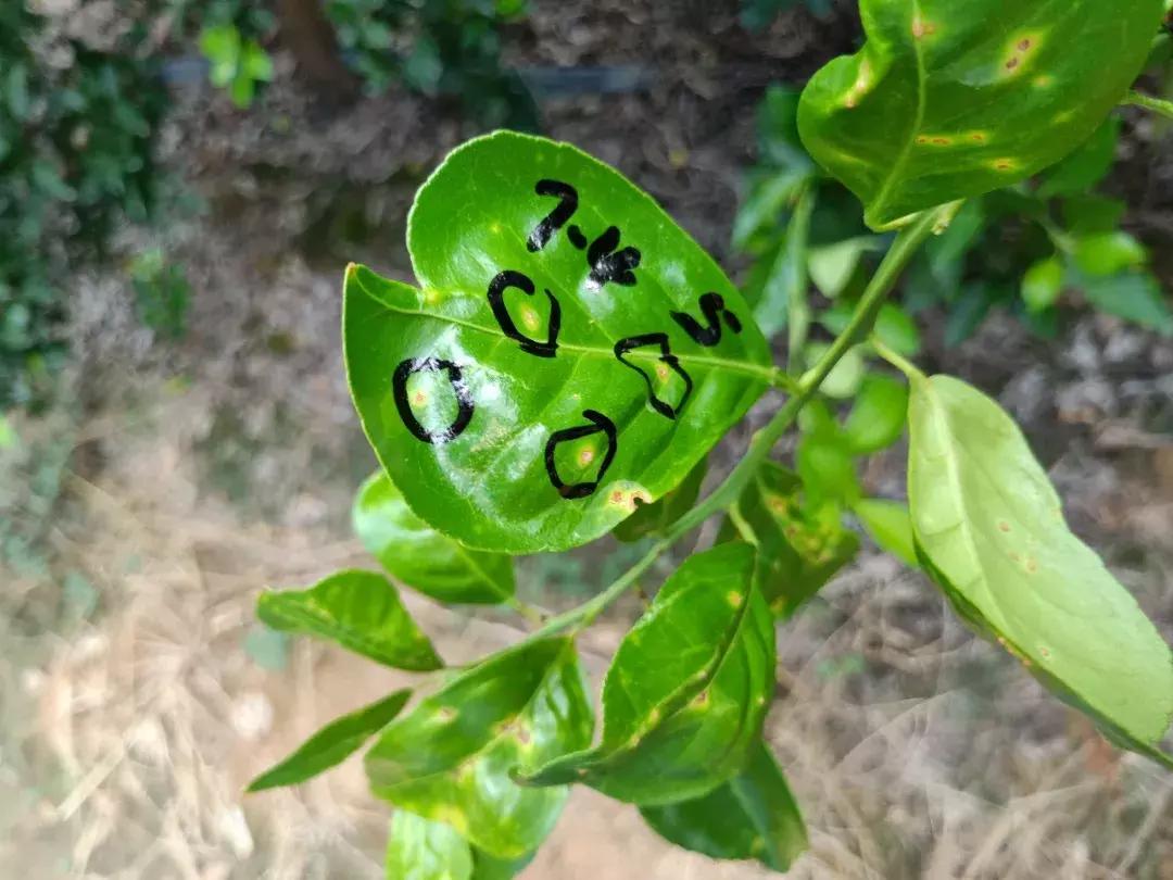 细菌感染治疗不彻底,作物细菌病害用什么药