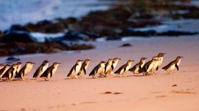 澳大利亚游的最佳线路,澳大利亚旅游攻略10天线路