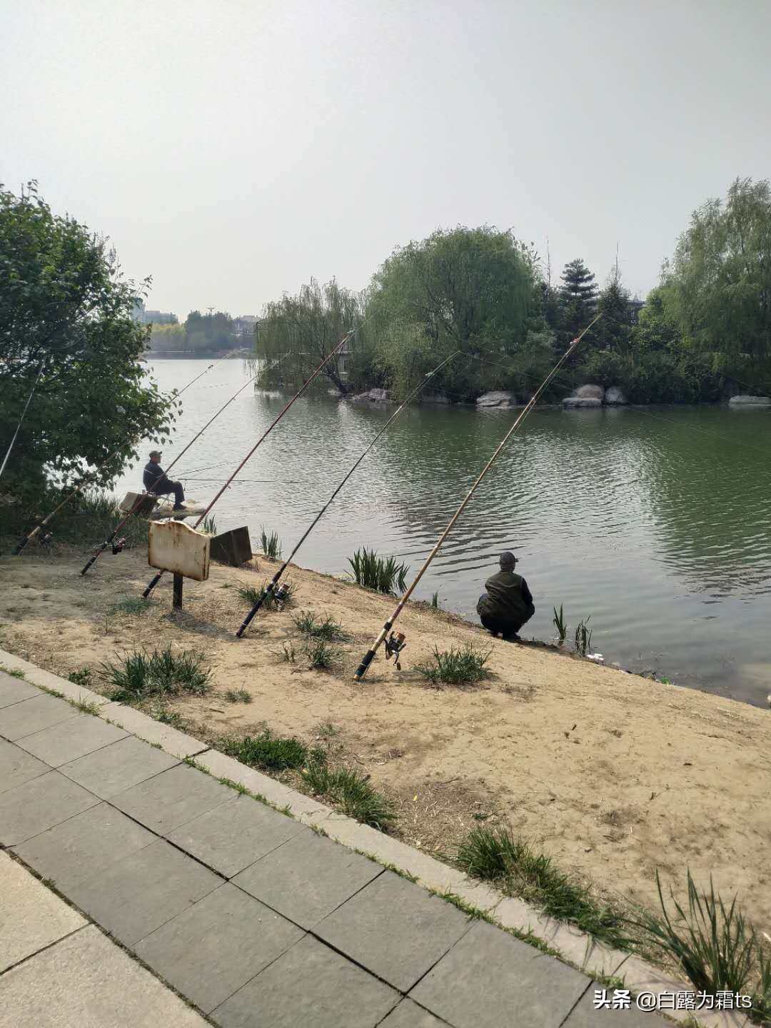 癞蛤蟆蝌蚪和青蛙蝌蚪有区别吗,青蛙蝌蚪和癞蛤蟆蝌蚪哪个比较大