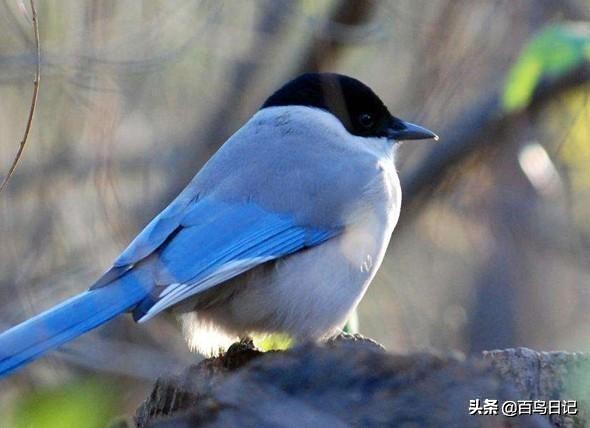 鸟类病菌,鸟类传播病菌厉害吗