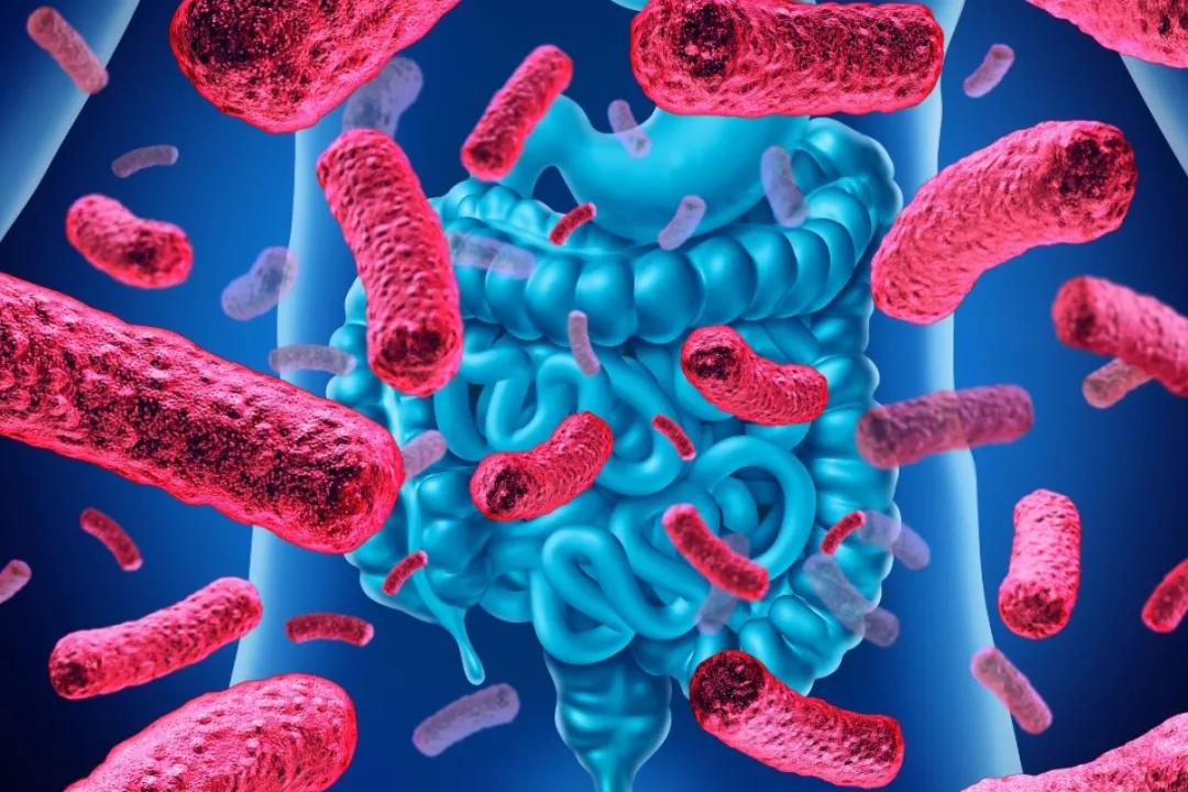 减肥的秘密不为人知的真相,肠道有什么菌群有助于减肥