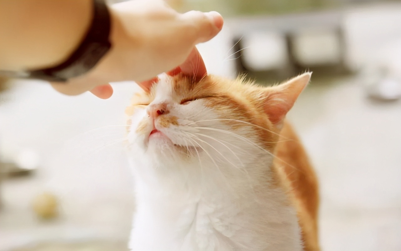 猫咪离世前的七种征兆,猫咪去世前的12个征兆太揪心了