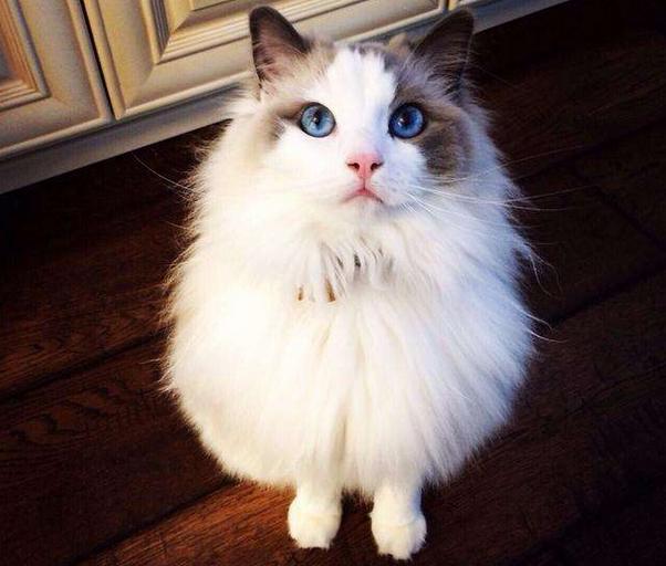 长城欧拉朋克猫2021款价格,猫的品种及价格100到300