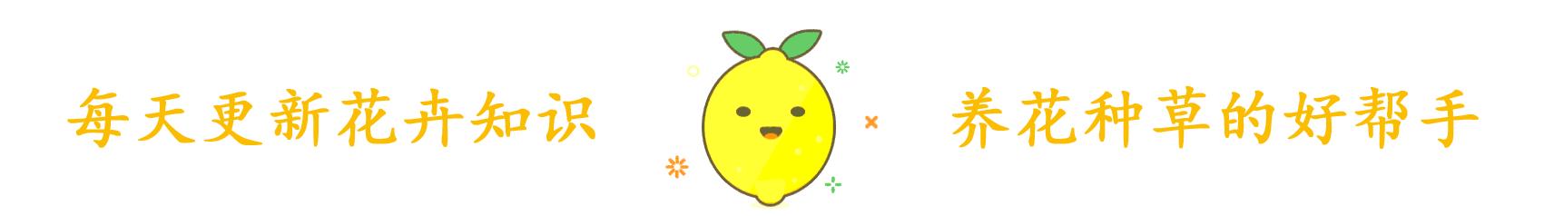 熊童子养好了会怎样,熊童子怎么养好活