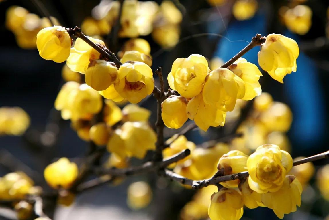 腊梅花叶子蔫了怎么回事,腊梅花叶子发黄