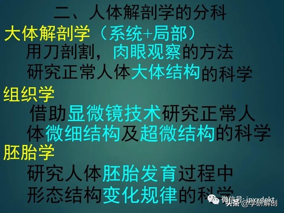 人体解剖学和系统解剖学,解剖学人体重要结构讲解