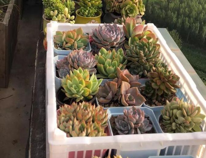 多肉褪色了怎么办,冬天多肉紫乐褪色了是怎么回事