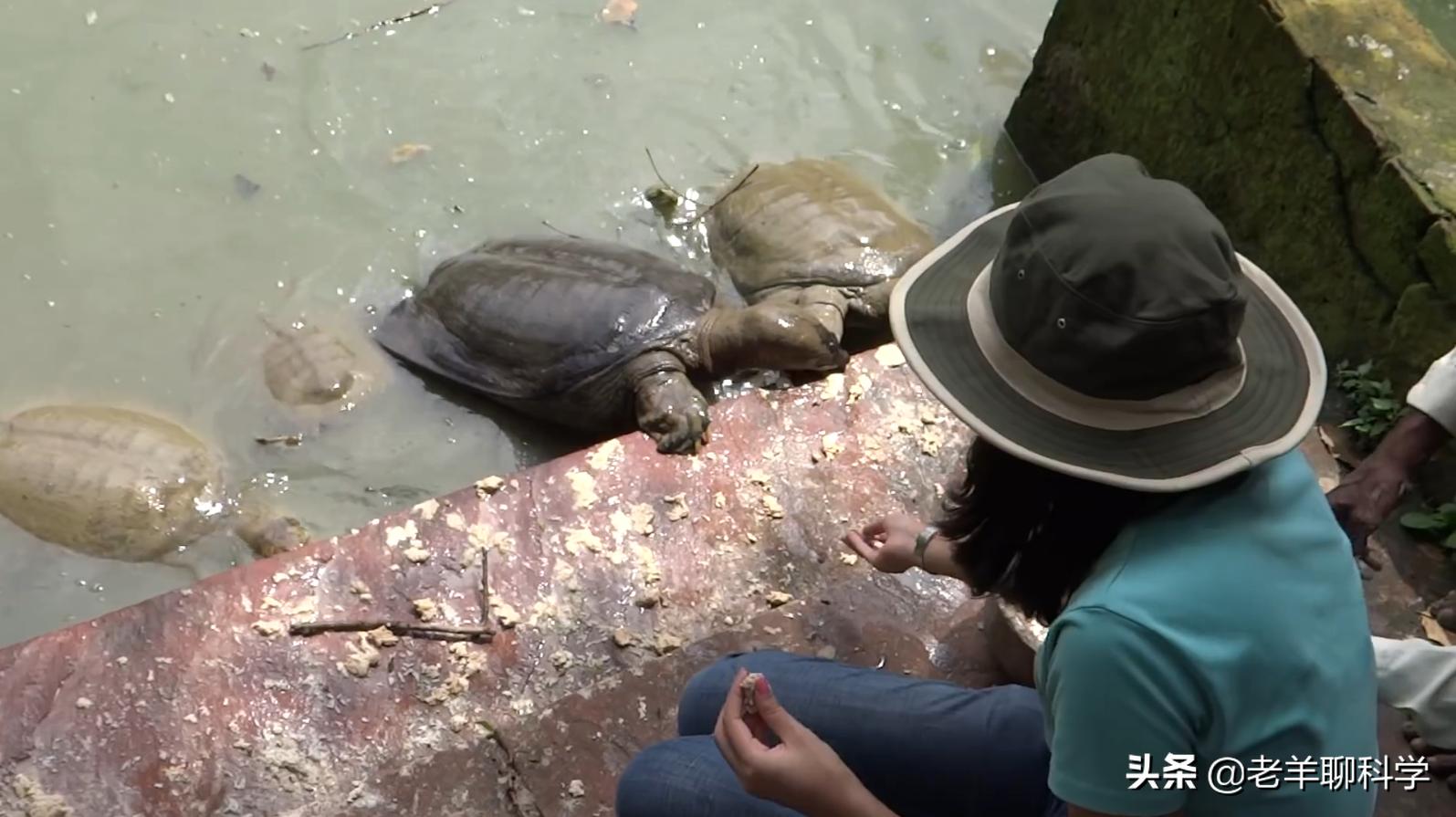 长出白斑！恒河鳖被宠到自然老死而泛滥，中国吃货能解决吗？