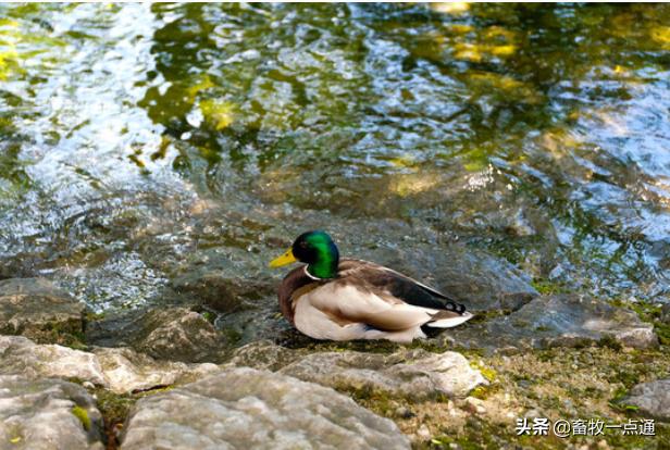 蛔虫和绦虫哪个危害大,蛔虫病绦虫病蛲虫病