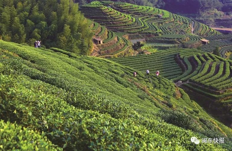 带动周边农户种植增收致富,带动农户增收