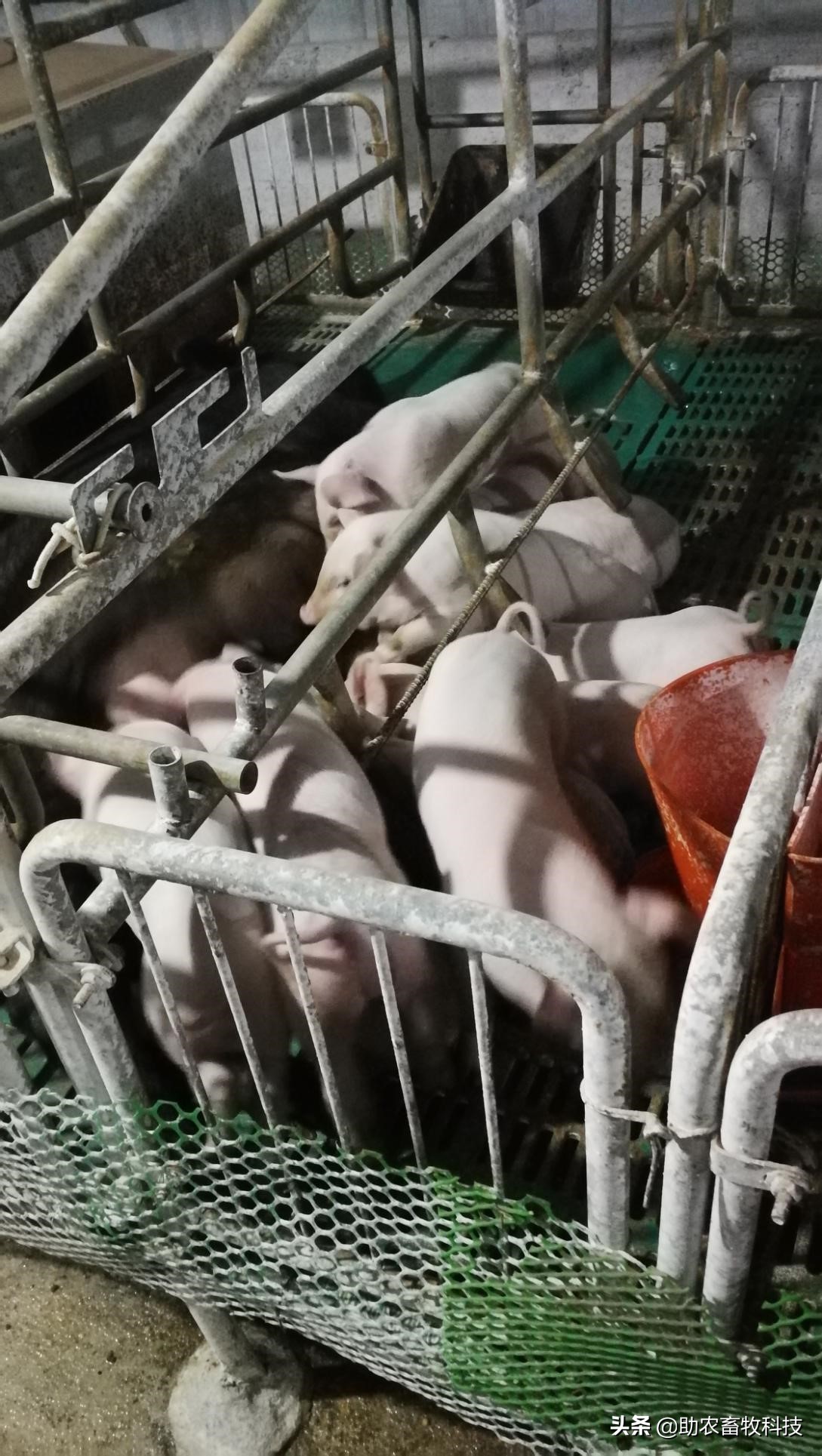 一个能让非洲猪瘟止步于门外的中药配方把这个猪场复养成功