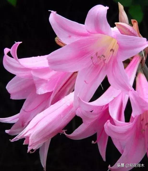 百合花的栽培技术及养护工作,百合花在花期后怎么养护