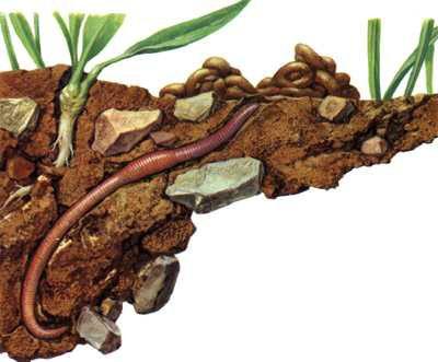 鐢荤敾鍎跨鍒涙剰鐢诲皬鍔ㄧ墿鍏斿瓙,鐢荤敾鏁欑▼7-12宀佸皬鍔ㄧ墿