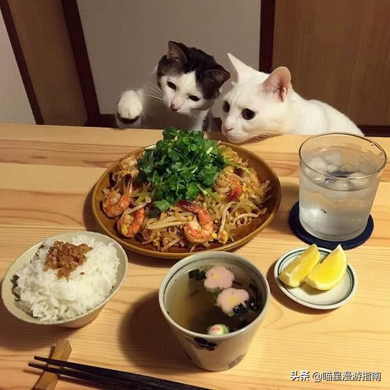 铲屎官想偷吃点零食也太难了吧,铲屎官日常被撒狗粮
