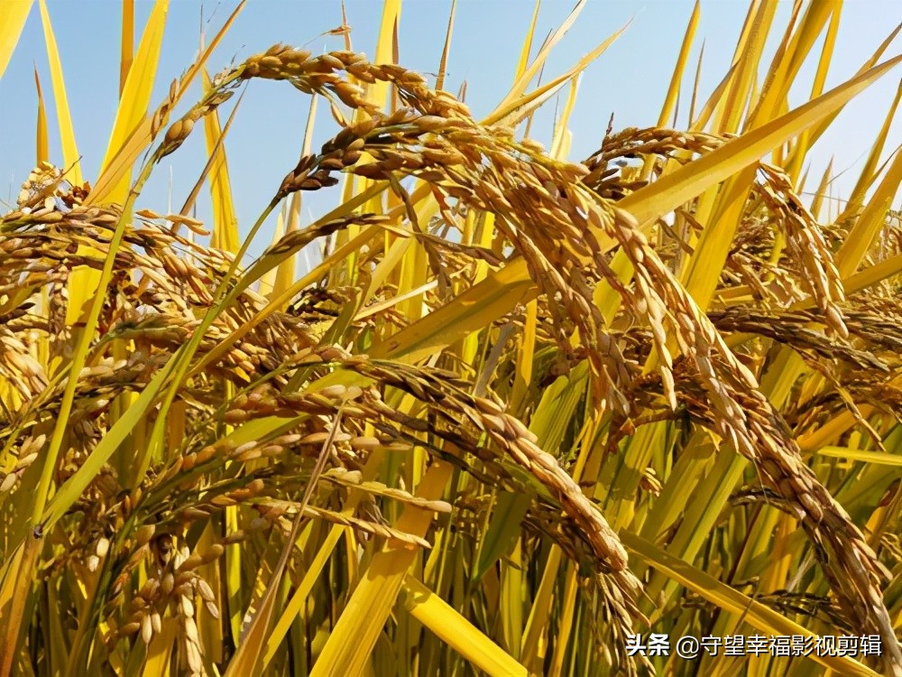 仓库的稻谷生虫有什么方法消灭吗,请问家里的稻谷怎样保存才不生虫