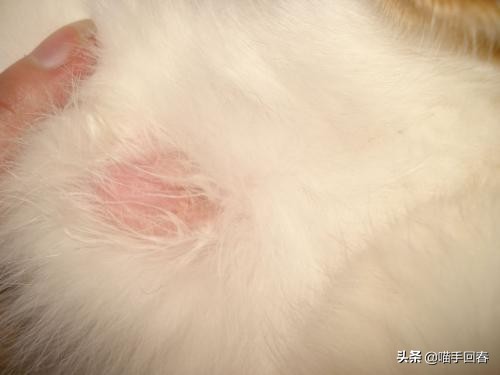 猫咪头部红肿鼻腔出血,猫咪头部结痂掉毛怎么办