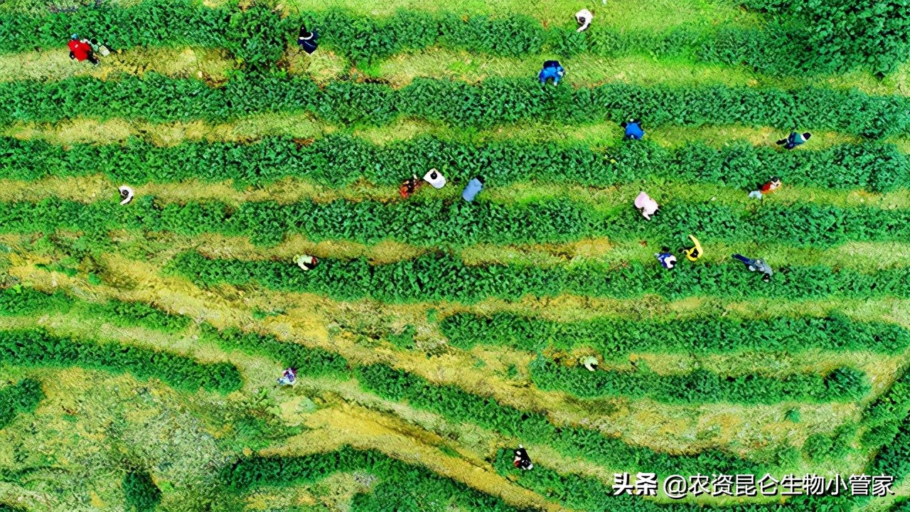 茶树烂根的救治方法,茶树根腐是什么原因