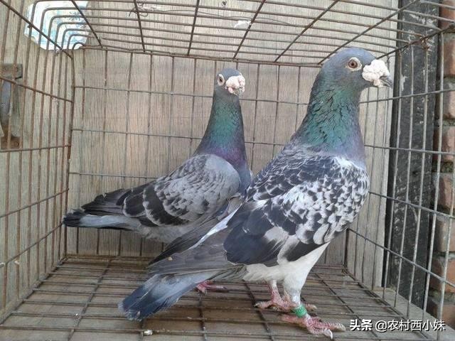 鸽子衣原体的症状怎么治疗,信鸽衣原体