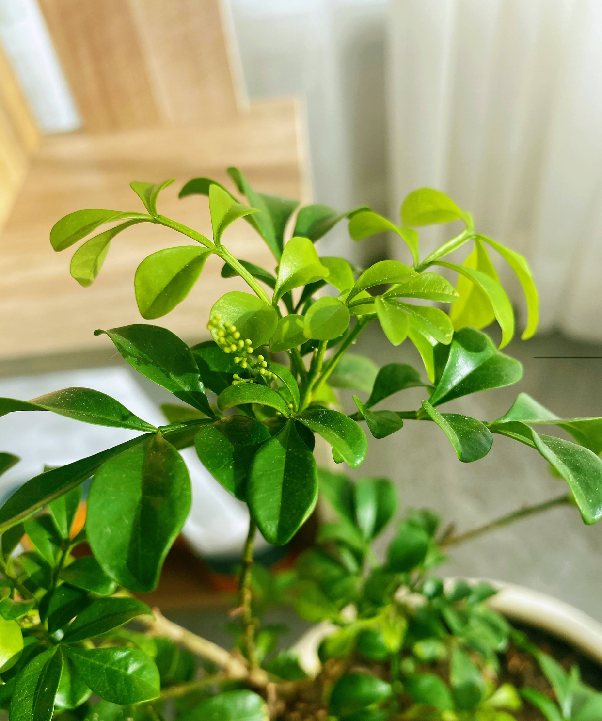 米兰花的四季养护方法和关注事项,米兰花冬天怎么养护和浇水方法