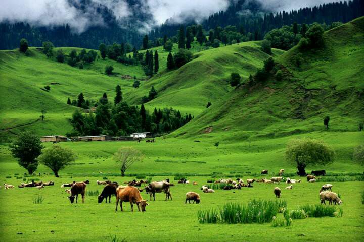 *疆新**是个好地方作者：刘尊鑫