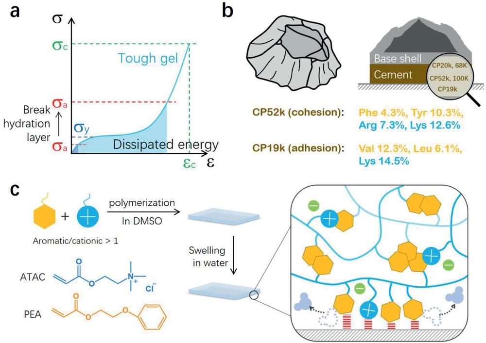 龚建萍简介,龚建萍