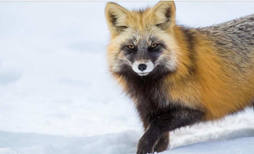 关圣托梦修庙视频,关圣帝君托梦