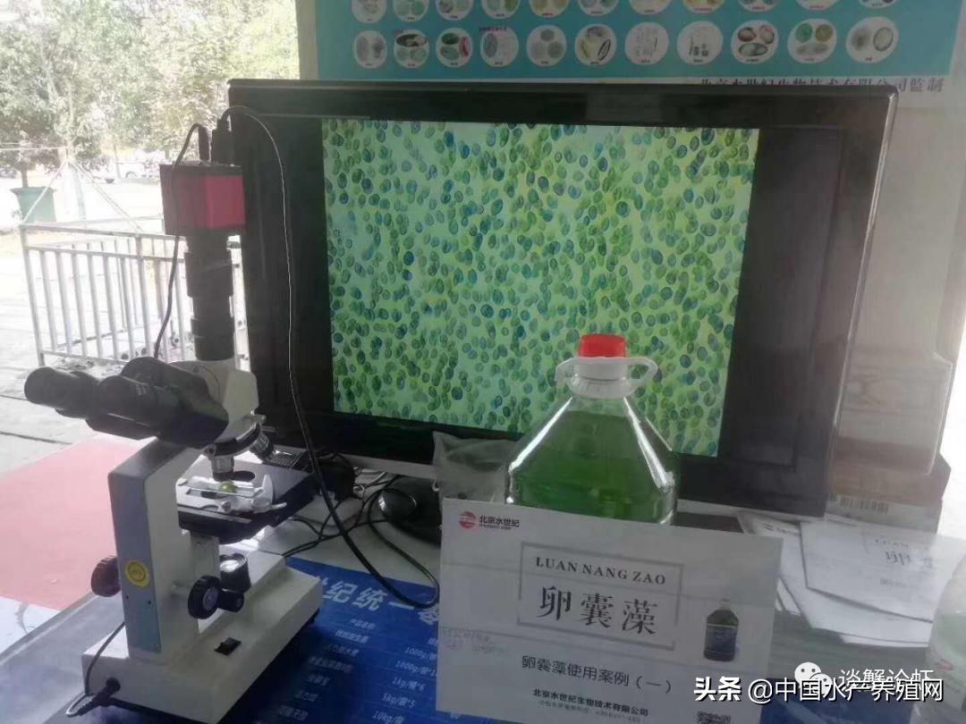 养殖塘蓝藻有什么危害,蟹塘养殖前期蓝藻爆发怎么办