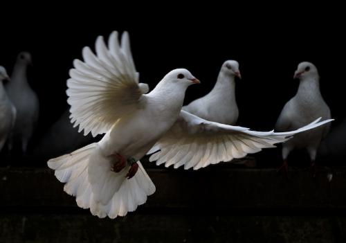 鸽子的简介资料怎么写,鸽子的简介资料