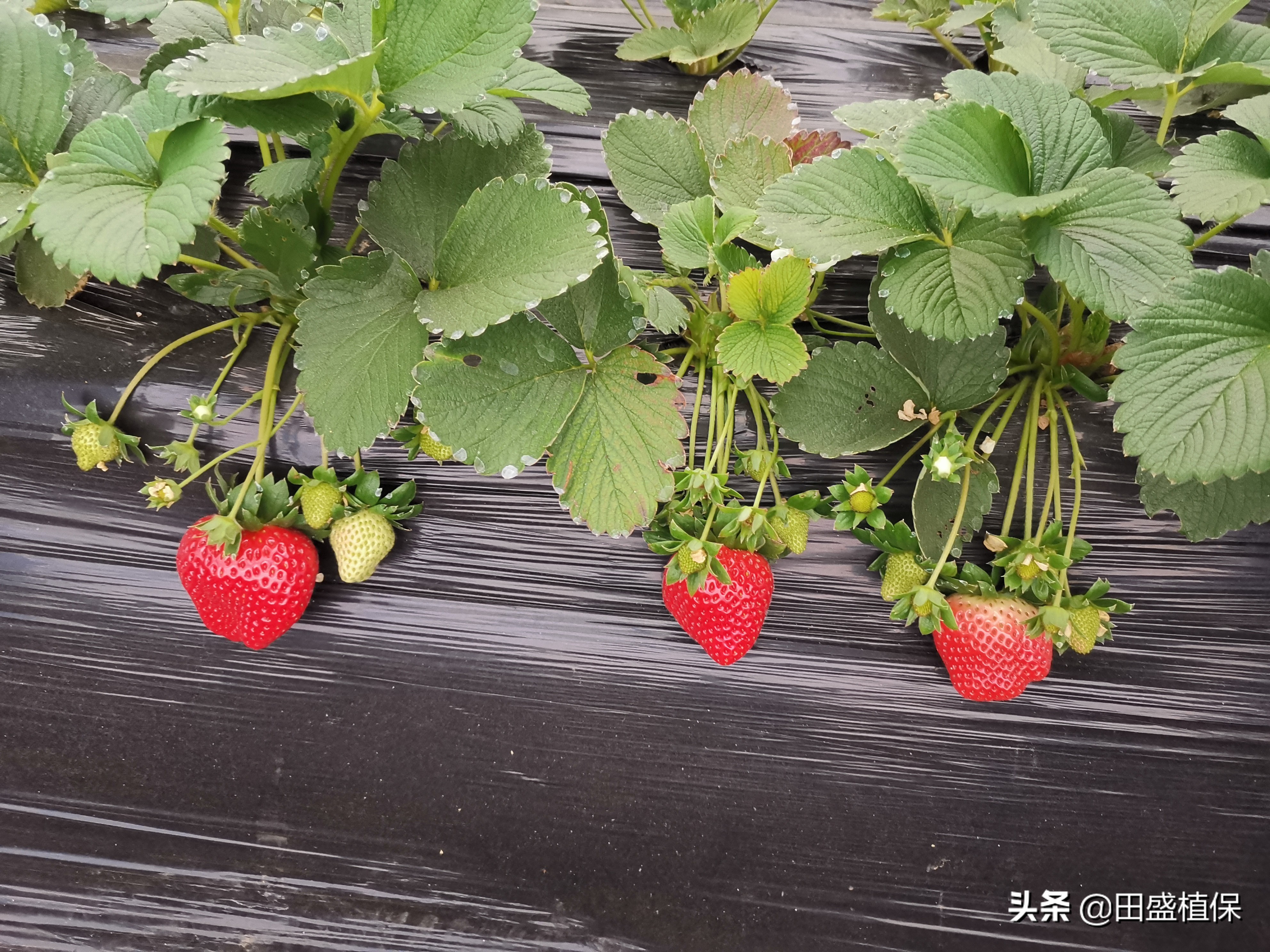 草莓种植离不开精准科学管理,草莓优质高产种植方案之病虫害