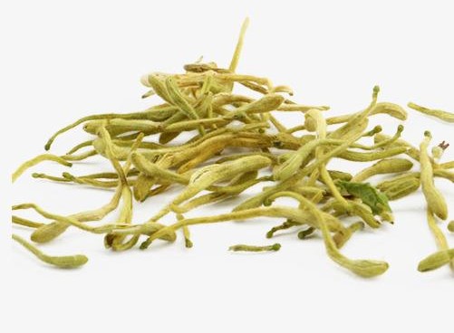 金银花忍冬藤黄芪,金银花忍冬藤的功效与作用