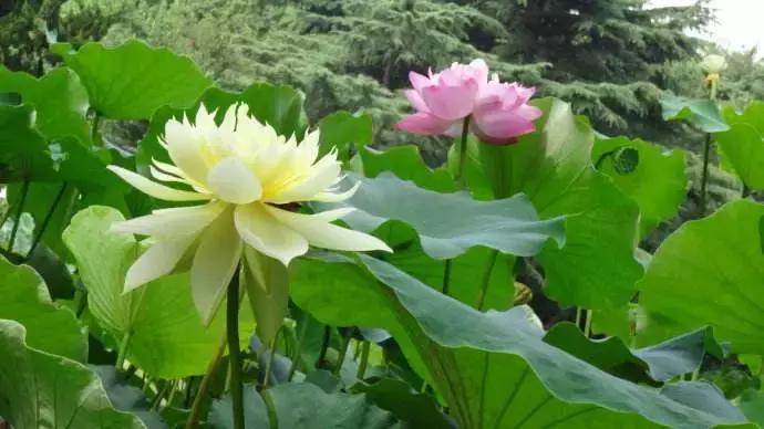 全国十大最佳赏荷好去处,沈阳赏荷花攻略