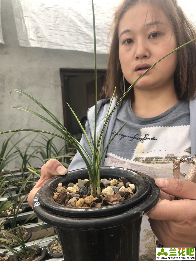 揭露直播间卖兰花的三个套路,云南兰花直播拍卖