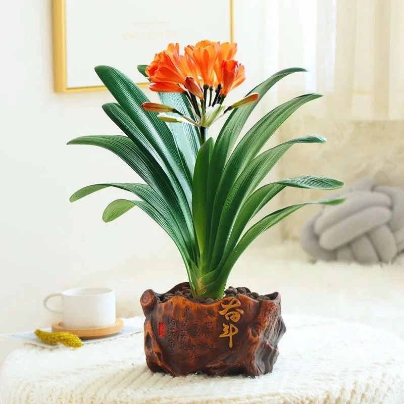 家养君子兰关注事项和养护,家中养君子兰的技巧分享