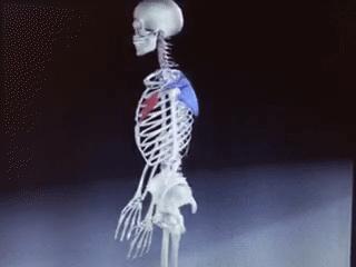 后背肩胛骨疼什么原因造成的,右后背肩胛骨下角疼痛部位对照表