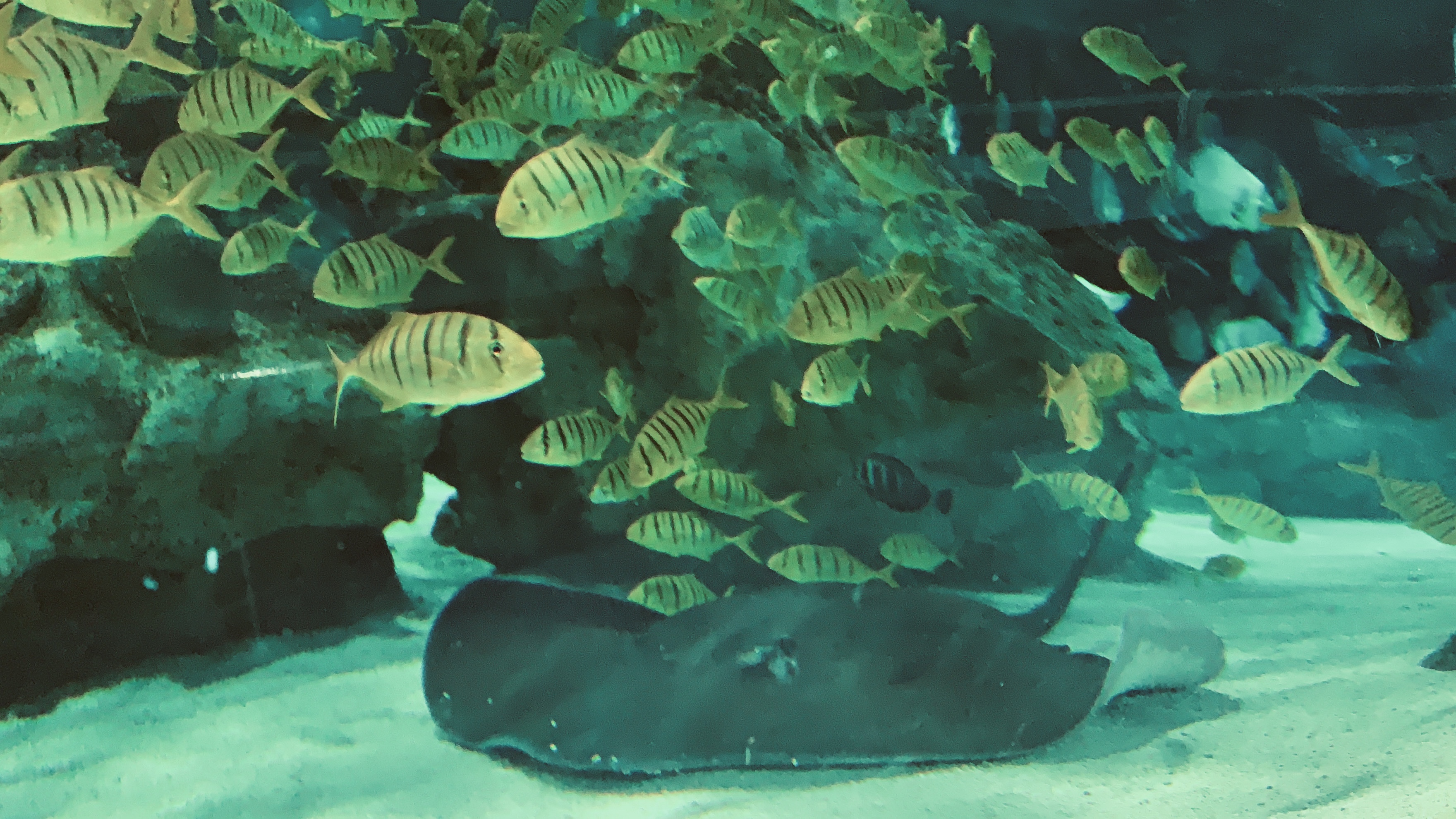 北京富国海底世界周围景点,工体富国海底世界游览攻略