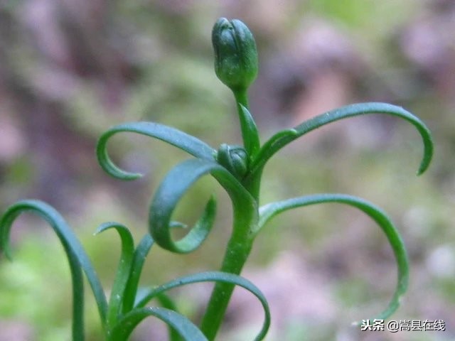 农村比较常见的中草药,农村不可碰的十种草药