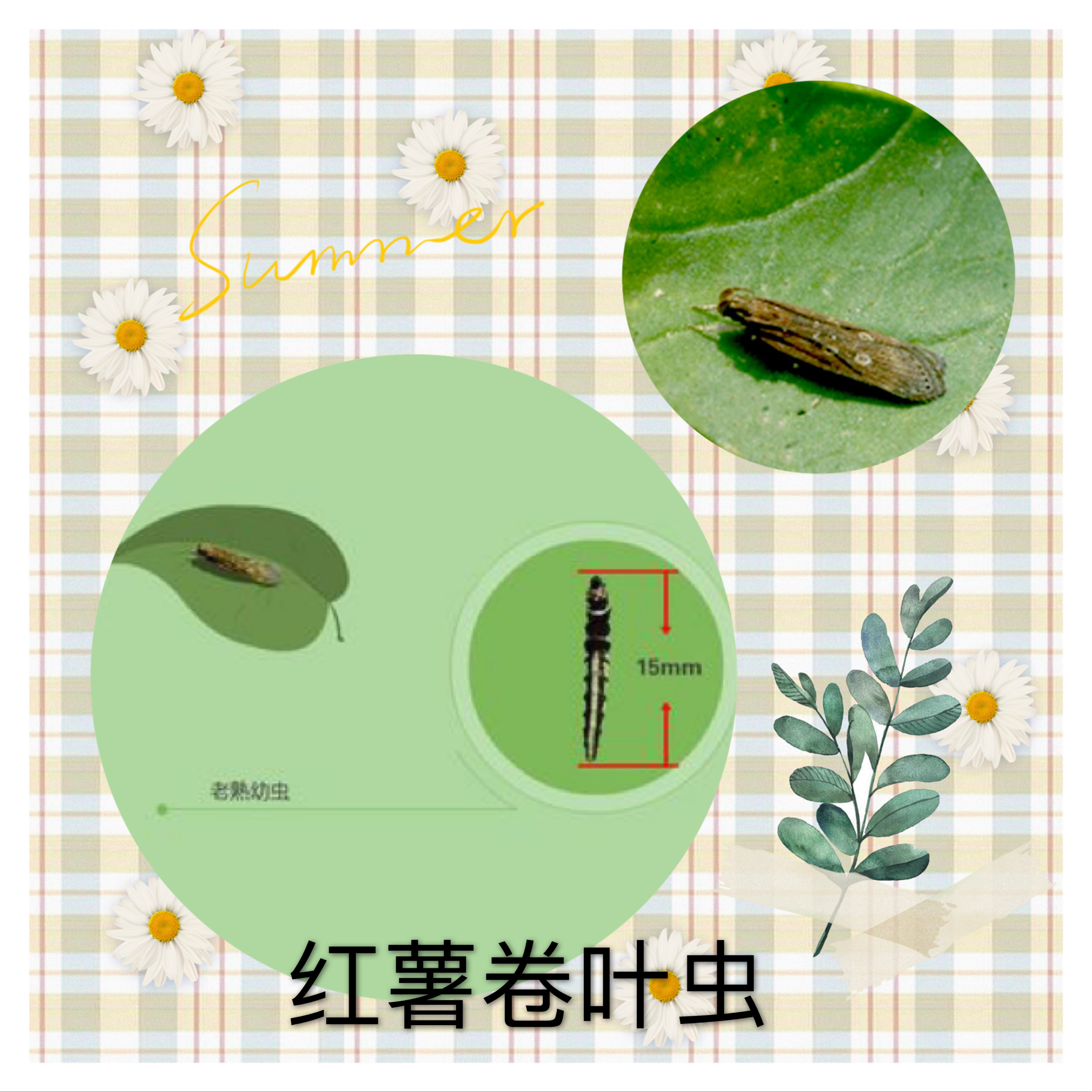 红薯常见叶面害虫,红薯害虫第一高发期