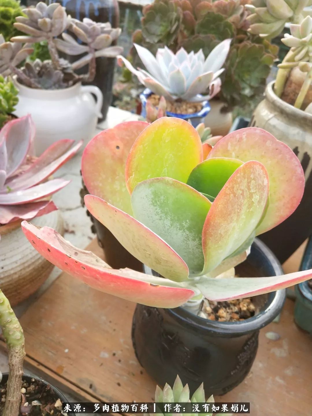 明人不说暗话，我为多肉而来！