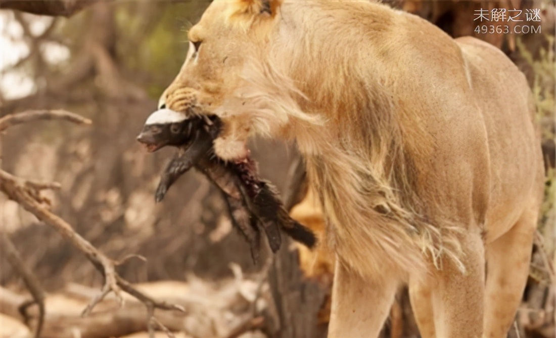 蜜獾平头哥和科莫多巨蜥,平头哥蜜獾为什么不怕蛇